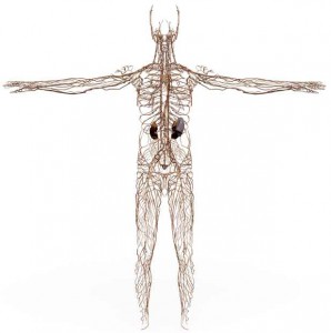 Système lymphatique